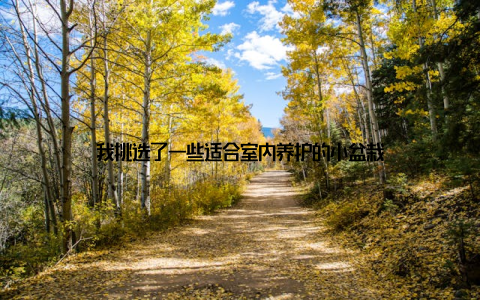 我挑选了一些适合室内养护的小盆栽