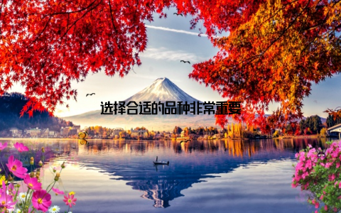 选择合适的品种非常重要