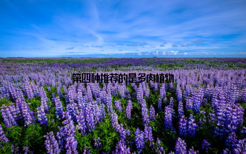 第四种推荐的是多肉植物