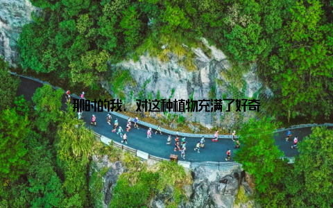 那时的我, 对这种植物充满了好奇