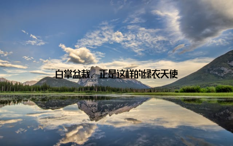 白掌盆栽, 正是这样的绿衣天使