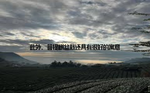 此外, 菩提树盆栽还具有很好的寓意