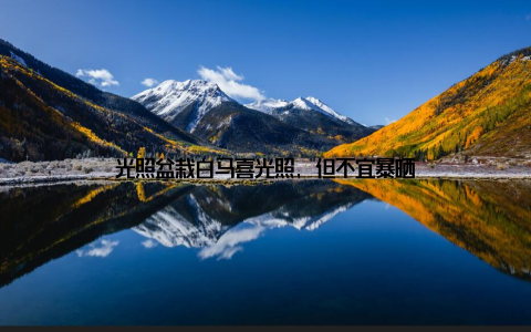 光照盆栽白马喜光照, 但不宜暴晒