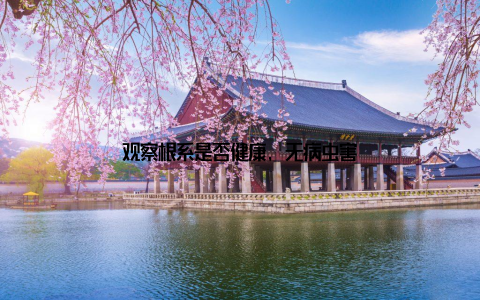 观察根系是否健康, 无病虫害