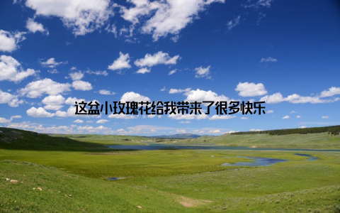 这盆小玫瑰花给我带来了很多快乐