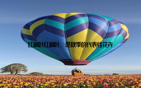 红枫叶红枫叶, 是秋季的代表性花卉