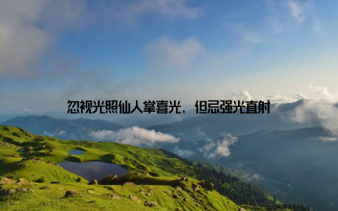 忽视光照仙人掌喜光, 但忌强光直射