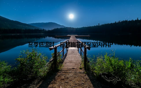 冬季低温时, 应将梅花移至室内养护