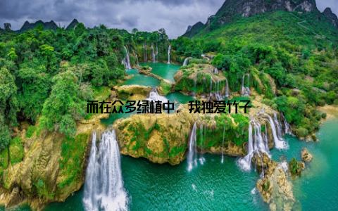 而在众多绿植中, 我独爱竹子