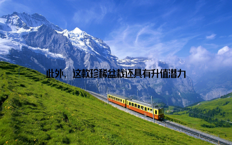 此外, 这款珍稀盆栽还具有升值潜力