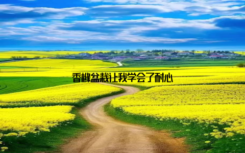 香橼盆栽让我学会了耐心