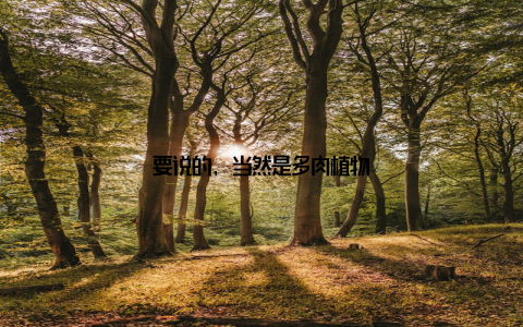 要说的, 当然是多肉植物