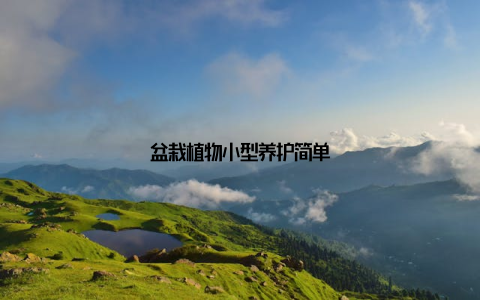 盆栽植物小型养护简单