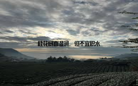 桂花树喜湿润, 但不宜积水