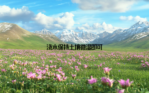 浇水保持土壤微湿即可