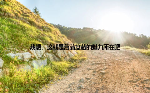 我想, 这就是菖蒲盆栽的魅力所在吧