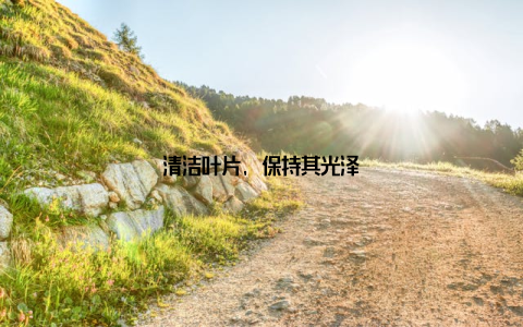 清洁叶片, 保持其光泽