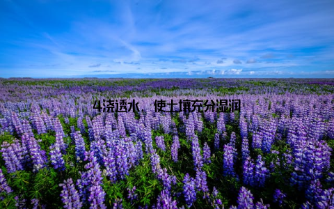 4浇透水, 使土壤充分湿润