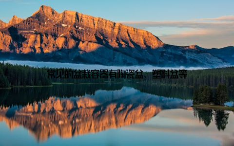 常见的盆栽容器有陶瓷盆、塑料盆等