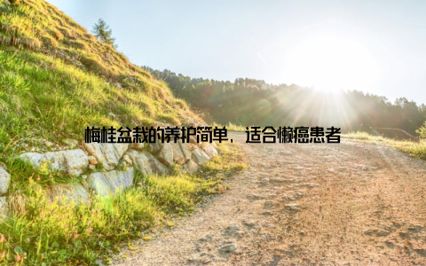 梅桂盆栽的养护简单, 适合懒癌患者