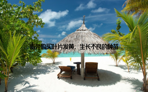 避免购买叶片发黄、生长不良的种苗