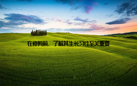 在修剪前, 了解其生长习性至关重要