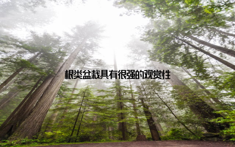 根类盆栽具有很强的观赏性