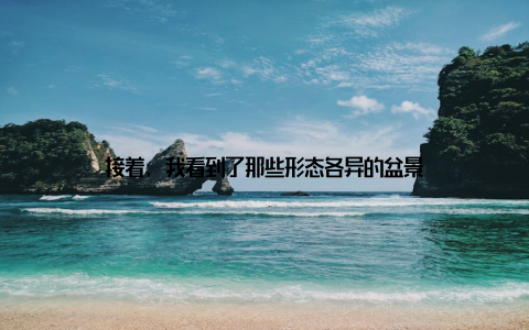 接着, 我看到了那些形态各异的盆景