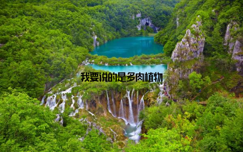 我要说的是多肉植物