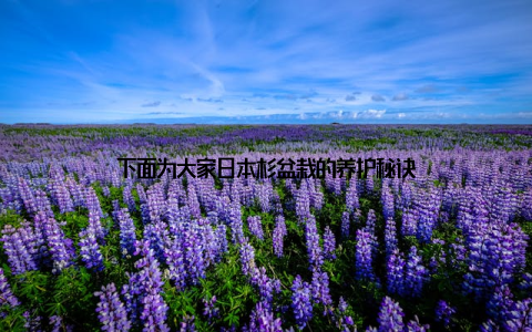 下面为大家日本杉盆栽的养护秘诀