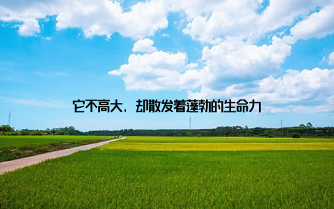 它不高大, 却散发着蓬勃的生命力