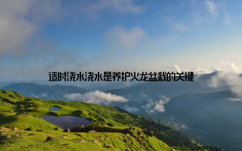 适时浇水浇水是养护火龙盆栽的关键