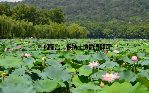 一般而言, 保持土壤微湿即可