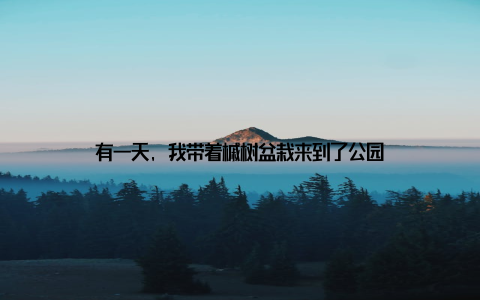 有一天, 我带着槭树盆栽来到了公园