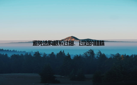 避免选购根系过细、过短的植株