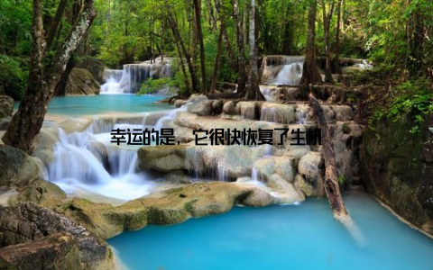 幸运的是, 它很快恢复了生机