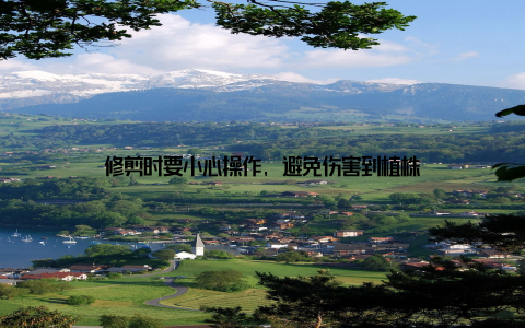 修剪时要小心操作, 避免伤害到植株