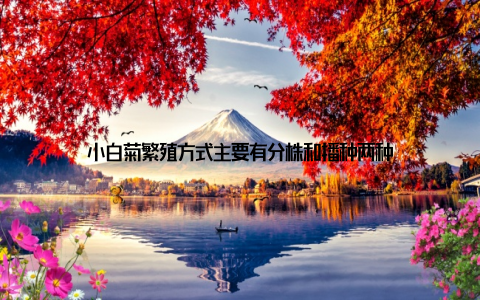 小白菊繁殖方式主要有分株和播种两种