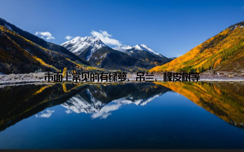 市面上常见的有绿萝、吊兰、橡皮树等