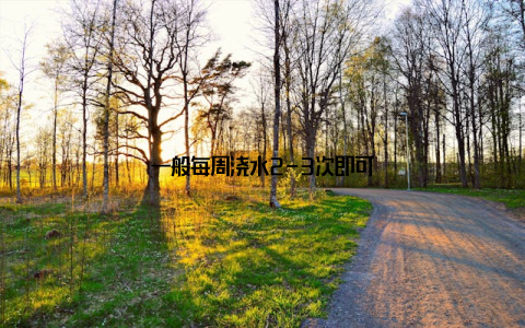 一般每周浇水2-3次即可