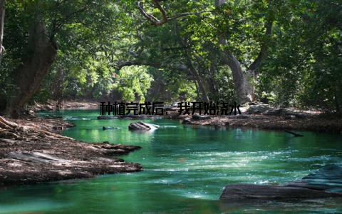 种植完成后, 我开始浇水