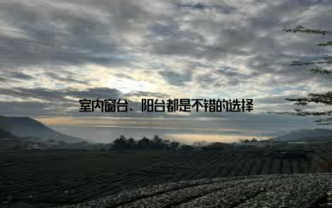 室内窗台、阳台都是不错的选择