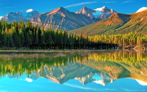 修剪修剪是保持杉树美观的重要环节