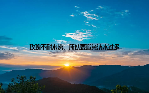 玫瑰不耐水涝, 所以要避免浇水过多