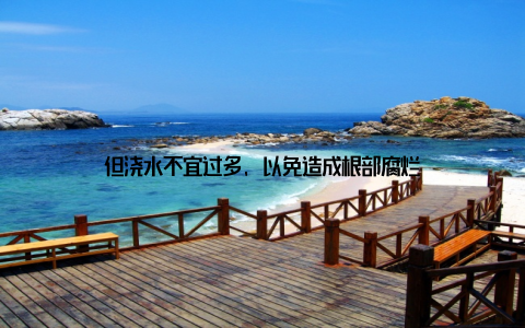 但浇水不宜过多, 以免造成根部腐烂