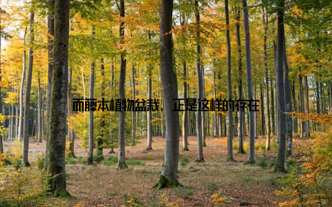 而藤本植物盆栽, 正是这样的存在