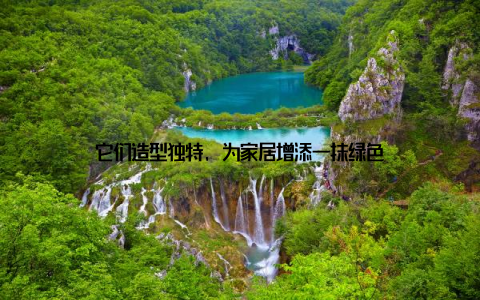 它们造型独特, 为家居增添一抹绿色