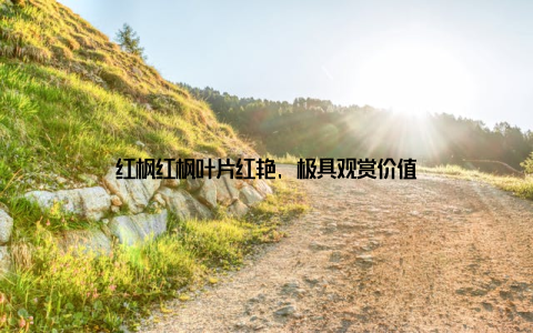 红枫红枫叶片红艳, 极具观赏价值