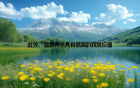 此外, 盆栽乔木具有很高的观赏价值