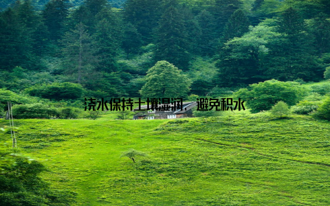 浇水保持土壤湿润, 避免积水